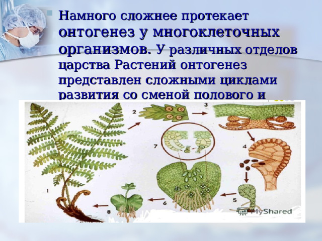 Намного сложнее протекает онтогенез у многоклеточных организмов. У различных отделов царства Растений онтогенез представлен сложными циклами развития со сменой полового и бесполого поколений.   