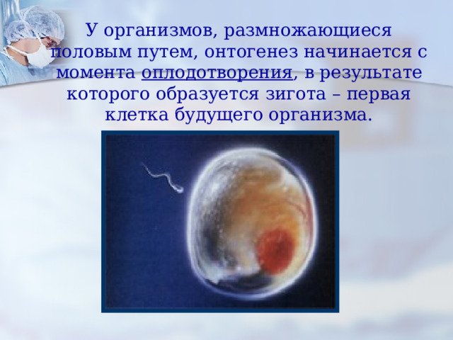 У организмов, размножающиеся половым путем, онтогенез начинается с момента оплодотворения , в результате которого образуется зигота – первая клетка будущего организма. 