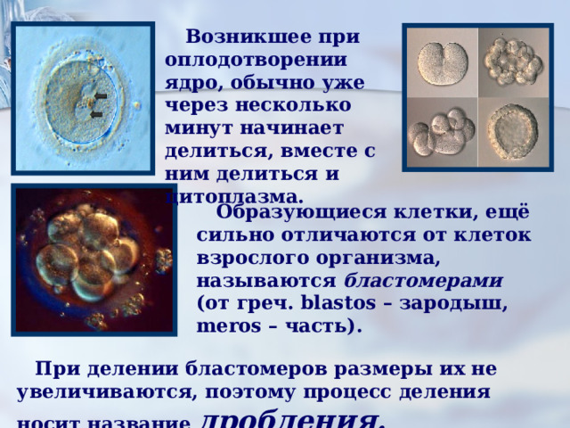  Возникшее при оплодотворении ядро, обычно уже через несколько минут начинает делиться, вместе с ним делиться и цитоплазма.  Образующиеся клетки, ещё сильно отличаются от клеток взрослого организма, называются бластомерами  (от греч. blastos – зародыш, meros – часть).  При делении бластомеров размеры их не увеличиваются, поэтому процесс деления носит название дробления. 