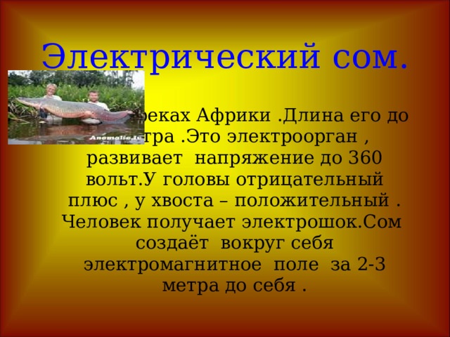 Электрорыбы. Около 150 видов отряда клюворылообразных, 40-50 видов гимнотовых (отряд карпообразных),один вид из отряда сомов ,30 видов скатов, некоторые звездочёты- отряд окунеобразных. Около 150 видов отряда клюворылообразных, 40-50 видов гимнотовых (отряд карпообразных),один вид из отряда сомов ,30 видов скатов, некоторые звездочёты- отряд окунеобразных. 