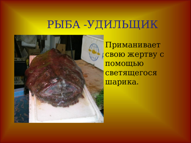 Молюск «волшебная лампа»  До 5-8 см , у него 22 светильника.Свечение служит либо защитой , либо приманкой. РЫБА  -УДИЛЬЩИК . Принимает свою жертву с помощью светящегося шарика . КРЕВЕТКИ . Светоносные органы помогают спастись. Они выбрасывают облако жидкости , которая образует световую завесу. 