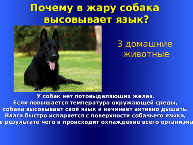 Почему в жару собака высовывает язык? 3 домашние животные У собак нет потовыделяющих желез. Если повышается температура окружающей среды, собака высовывает свой язык и начинает активно дышать. Влага быстро испаряется с поверхности собачьего языка, в результате чего и происходит охлаждение всего организма Welcome to Power Jeopardy   © Don Link, Indian Creek School, 2004 You can easily customize this template to create your own Jeopardy game. Simply follow the step-by-step instructions that appear on Slides 1-3. 1 
