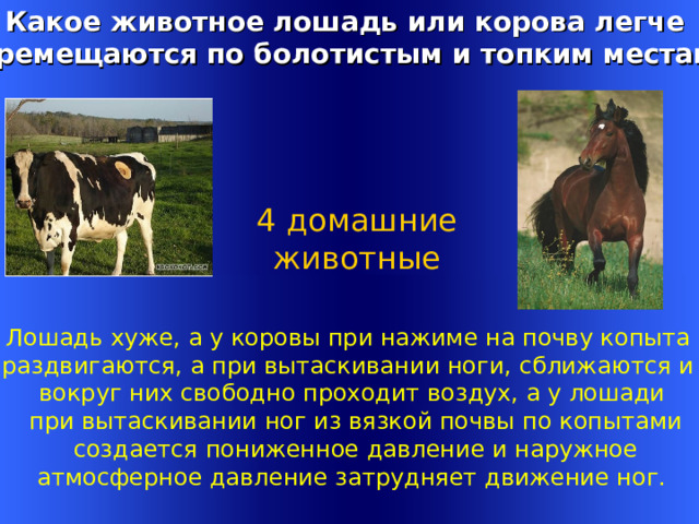 Какое животное лошадь или корова легче перемещаются по болотистым и топким местам ?  4 домашние  животные Лошадь хуже, а у коровы при нажиме на почву копыта раздвигаются, а при вытаскивании ноги, сближаются и вокруг них свободно проходит воздух, а у лошади  при вытаскивании ног из вязкой почвы по копытами  создается пониженное давление и наружное  атмосферное давление затрудняет движение ног.  Welcome to Power Jeopardy   © Don Link, Indian Creek School, 2004 You can easily customize this template to create your own Jeopardy game. Simply follow the step-by-step instructions that appear on Slides 1-3. 1 