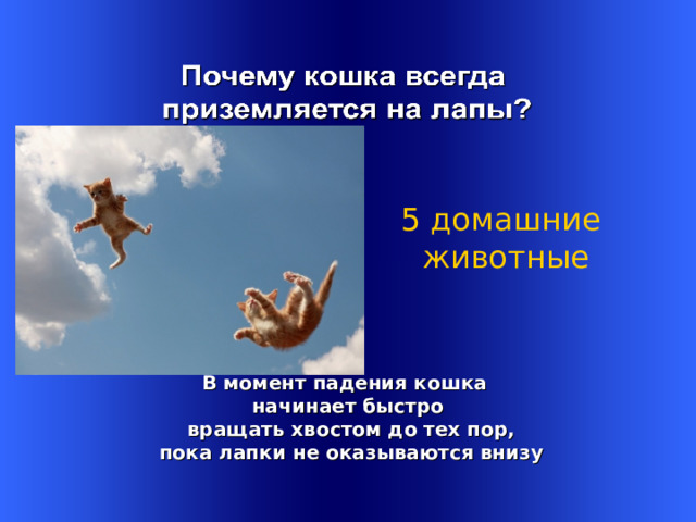 5 домашние  животные  В момент падения кошка начинает быстро  вращать хвостом до тех пор,  пока лапки не оказываются внизу Welcome to Power Jeopardy   © Don Link, Indian Creek School, 2004 You can easily customize this template to create your own Jeopardy game. Simply follow the step-by-step instructions that appear on Slides 1-3. 1 