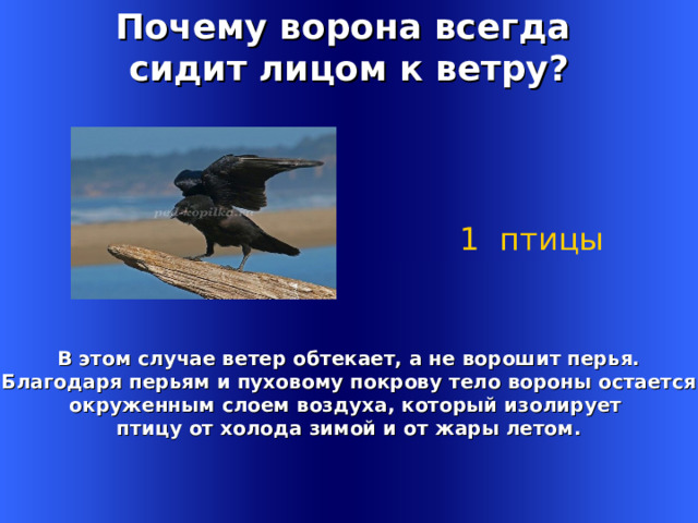 Почему ворона всегда сидит лицом к ветру? 1 птицы В этом случае ветер обтекает, а не ворошит перья.  Благодаря перьям и пуховому покрову тело вороны остается окруженным слоем воздуха, который изолирует птицу от холода зимой и от жары летом. Welcome to Power Jeopardy   © Don Link, Indian Creek School, 2004 You can easily customize this template to create your own Jeopardy game. Simply follow the step-by-step instructions that appear on Slides 1-3. 1 