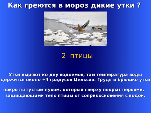 Как греются в мороз дикие утки ?  2 птицы Утки ныряют ко дну водоемов, там температура воды  держится около +4 градусов Цельсия. Грудь и брюшко утки покрыты густым пухом, который сверху покрыт перьями,  защищающими тело птицы от соприкосновения с водой. Welcome to Power Jeopardy   © Don Link, Indian Creek School, 2004 You can easily customize this template to create your own Jeopardy game. Simply follow the step-by-step instructions that appear on Slides 1-3. 1 