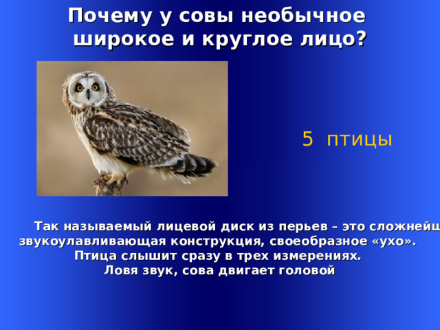 Почему у совы необычное широкое и круглое лицо? 5 птицы  Так называемый лицевой диск из перьев – это сложнейшая звукоулавливающая конструкция, своеобразное «ухо». Птица слышит сразу в трех измерениях. Ловя звук, сова двигает головой Welcome to Power Jeopardy   © Don Link, Indian Creek School, 2004 You can easily customize this template to create your own Jeopardy game. Simply follow the step-by-step instructions that appear on Slides 1-3. 1 