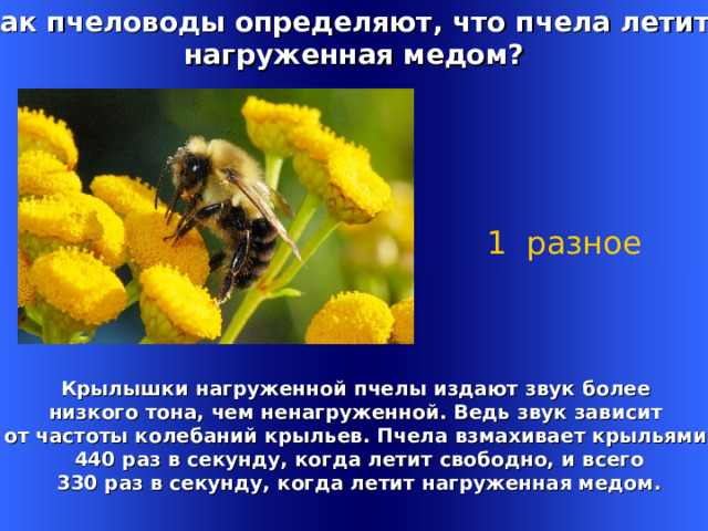Как пчеловоды определяют, что пчела летит, нагруженная медом? 1 разное    Крылышки нагруженной пчелы издают звук более  низкого тона, чем ненагруженной. Ведь звук зависит от частоты колебаний крыльев. Пчела взмахивает крыльями  440 раз в секунду, когда летит свободно, и всего  330 раз в секунду, когда летит нагруженная медом. Welcome to Power Jeopardy   © Don Link, Indian Creek School, 2004 You can easily customize this template to create your own Jeopardy game. Simply follow the step-by-step instructions that appear on Slides 1-3. 1 
