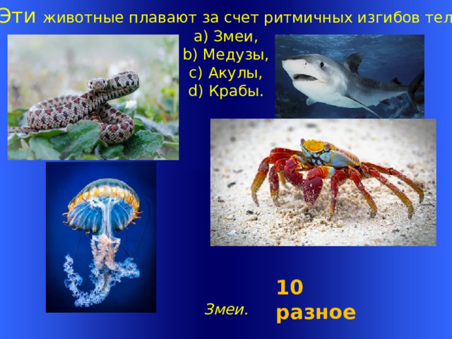 .  Эти животные плавают за счет ритмичных изгибов тела.  a) Змеи,  b) Медузы,  c) Акулы,  d) Крабы.         Змеи. Welcome to Power Jeopardy   © Don Link, Indian Creek School, 2004 You can easily customize this template to create your own Jeopardy game. Simply follow the step-by-step instructions that appear on Slides 1-3. 10 разное 1 