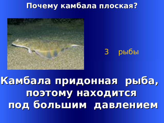 Почему камбала плоская?  3 рыбы Камбала придонная рыба, поэтому находится  под большим давлением Welcome to Power Jeopardy   © Don Link, Indian Creek School, 2004 You can easily customize this template to create your own Jeopardy game. Simply follow the step-by-step instructions that appear on Slides 1-3. 1 