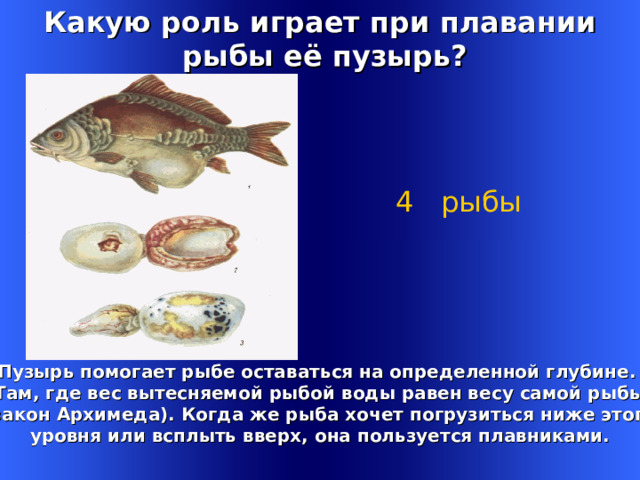 Какую роль играет при плавании  рыбы её пузырь?  4 рыбы     Пузырь помогает рыбе оставаться на определенной глубине. Там, где вес вытесняемой рыбой воды равен весу самой рыбы  (закон Архимеда). Когда же рыба хочет погрузиться ниже этого уровня или всплыть вверх, она пользуется плавниками. Welcome to Power Jeopardy   © Don Link, Indian Creek School, 2004 You can easily customize this template to create your own Jeopardy game. Simply follow the step-by-step instructions that appear on Slides 1-3. 1 