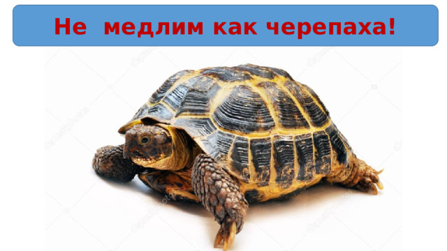 Не медлим как черепаха! 