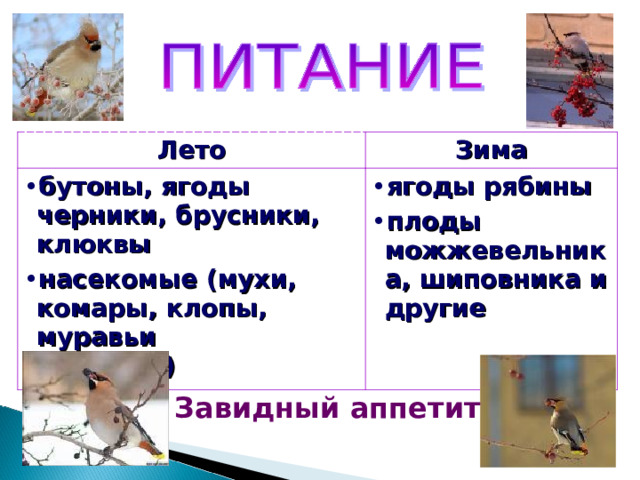 Лето Зима бутоны, ягоды черники, брусники, клюквы насекомые (мухи, комары, клопы, муравьи  и другие) ягоды рябины плоды можжевельника, шиповника и другие Завидный аппетит 