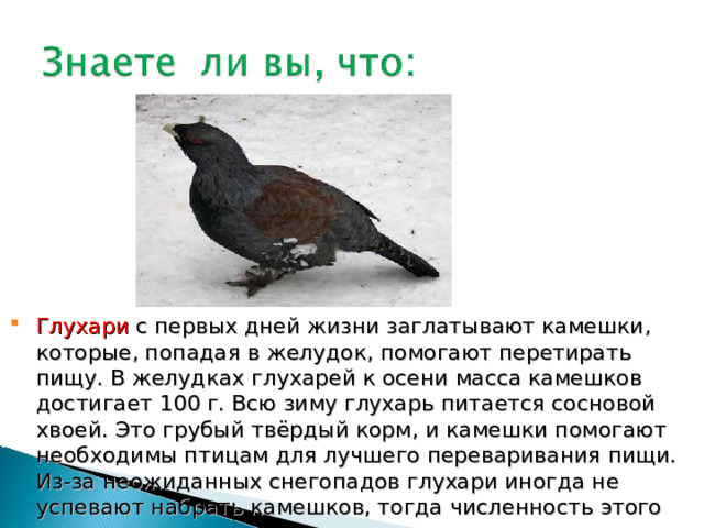 Глухари с первых дней жизни заглатывают камешки, которые, попадая в желудок, помогают перетирать пищу. В желудках глухарей к осени масса камешков достигает 100 г. Всю зиму глухарь питается сосновой хвоей. Это грубый твёрдый корм, и камешки помогают необходимы птицам для лучшего переваривания пищи. Из-за неожиданных снегопадов глухари иногда не успевают набрать камешков, тогда численность этого вида сильно уменьшается. 