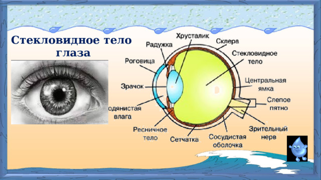 Стекловидное тело  глаза 