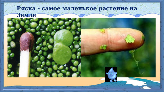 Ряска - самое маленькое растение на Земле 