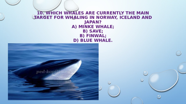 10. Which whales are currently the main target for whaling in Norway, Iceland and Japan?  A) minke whale;  B) save;  B) finwal;  D) blue whale. 