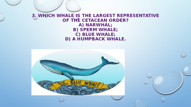 3. Which whale is the largest representative of the cetacean order?  A) narwhal;  B) sperm whale;  C) blue whale;  D) a humpback whale. 