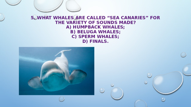 5. What whales are called “sea canaries” for the variety of sounds made?  A) humpback whales;  B) beluga whales;  C) sperm whales;  D) finals. 