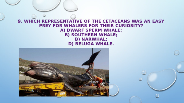 9. Which representative of the cetaceans was an easy prey for whalers for their curiosity?  A) dwarf sperm whale;  B) southern whale;  B) narwhal;  D) beluga whale. 