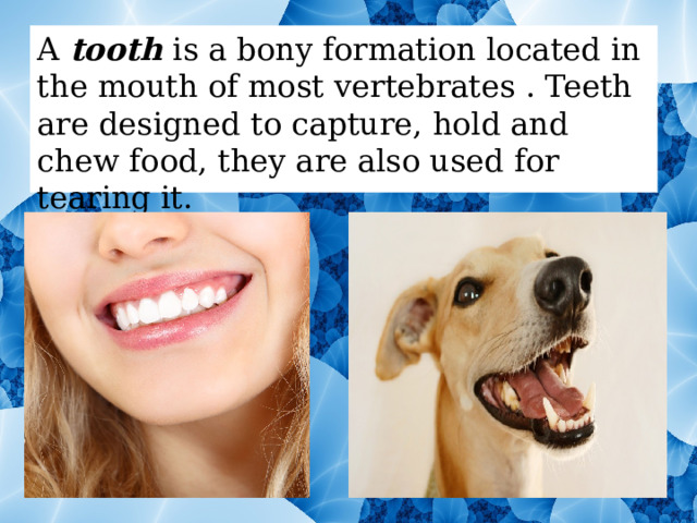 A tooth is a bony formation located in the mouth of most vertebrates . Teeth are designed to capture, hold and chew food, they are also used for tearing it. 