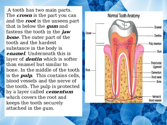  A tooth has two main parts. The crown is the part you can and the root is the unseen part that is below the gum and fastens the tooth in the jaw bone . The outer part of the tooth and the hardest substance in the body is enamel . Underneath this is layer of dentin which is softer than enamel but similar to bone. In the middle of the tooth is the pulp . This contains cells, blood vessels and the nerve of the tooth. The pulp is protected by a layer called cementum which covers the root and keeps the tooth securely attached in the gum. 