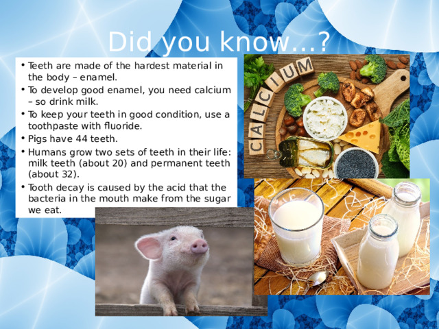 Did you know…? Teeth are made of the hardest material in the body – enamel. To develop good enamel, you need calcium – so drink milk. To keep your teeth in good condition, use a toothpaste with fluoride. Pigs have 44 teeth. Humans grow two sets of teeth in their life: milk teeth (about 20) and permanent teeth (about 32). Tooth decay is caused by the acid that the bacteria in the mouth make from the sugar we eat. 