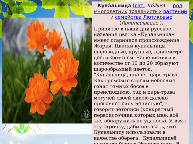 Купа́льница  ( лат.   Tróllius ) —  род   многолетних   травянистых   растений  и  семейства   Лютиковые  ( Ranunculaceae  ). Принятое в наши дни русское название цветка «Купальница» имеет старинное происхождение Жарки. Цветки купальницы шаровидные, крупные, в диаметре достигают 5 см. Чашелистики в количестве от 10 до 20 образуют шарообразный цветок. 