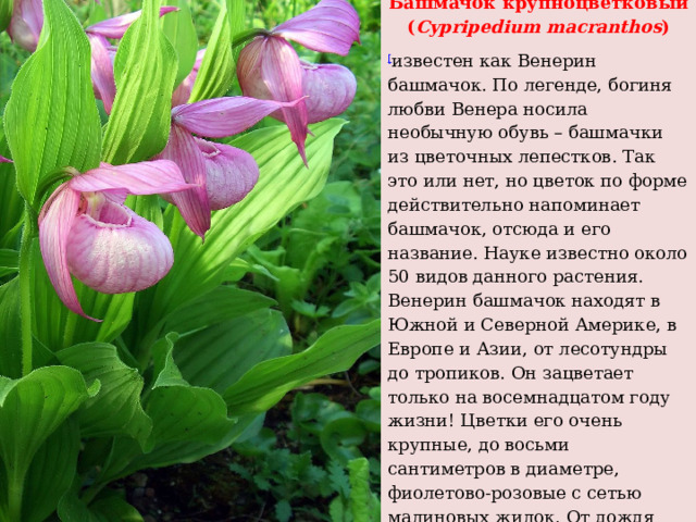 Башмачок крупноцветковый ( Cypripedium macranthos ) [ известен как Венерин башмачок. По легенде, богиня любви Венера носила необычную обувь – башмачки из цветочных лепестков. Так это или нет, но цветок по форме действительно напоминает башмачок, отсюда и его название. Науке известно около 50 видов данного растения. Венерин башмачок находят в Южной и Северной Америке, в Европе и Азии, от лесотундры до тропиков. Он зацветает только на восемнадцатом году жизни! Цветки его очень крупные, до восьми сантиметров в диаметре, фиолетово-розовые c сетью малиновых жилок. От дождя цветок «прячется» под листиком, поэтому даже в сильный дождь он не заполняется водой, но несколько капель росы в нём всегда есть . 