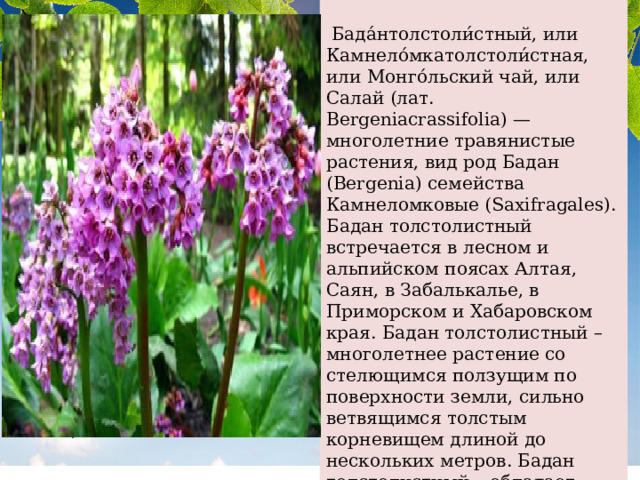   Бада́нтолстоли́стный, или Камнело́мкатолстоли́стная, или Монго́льский чай, или Салай (лат. Bergeniacrassifolia) — многолетние травянистые растения, вид род Бадан (Bergenia) семейства Камнеломковые (Saxifragales). Бадан толстолистный встречается в лесном и альпийском поясах Алтая, Саян, в Забалькалье, в Приморском и Хабаровском края. Бадан толстолистный – многолетнее растение со стелющимся ползущим по поверхности земли, сильно ветвящимся толстым корневищем длиной до нескольких метров. Бадан толстолистный – обладает кровоостанавливающим, вяжущим, противовоспалительным и противомикробным свойствами, укрепляет стенки сосудов 