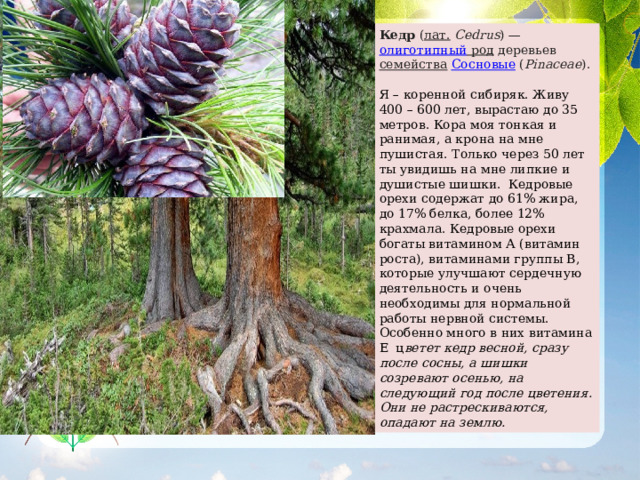 Кедр  ( лат.   Cedrus ) —  олиготипный род  деревьев  семейства   Сосновые  ( Pinaceae ).  Я – коренной сибиряк. Живу 400 – 600 лет, вырастаю до 35 метров. Кора моя тонкая и ранимая, а крона на мне пушистая. Только через 50 лет ты увидишь на мне липкие и душистые шишки.  Кедровые орехи содержат до 61% жира, до 17% белка, более 12% крахмала. Кедровые орехи богаты витамином А (витамин роста), витаминами группы В, которые улучшают сердечную деятельность и очень необходимы для нормальной работы нервной системы. Особенно много в них витамина Е  ц ветет кедр весной, сразу после сосны, а шишки созревают осенью, на следующий год после цветения. Они не растрескиваются, опадают на землю. 