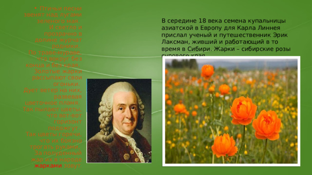 Птичьи песни звенят над лугами зеленого мая.  И светло и прозрачно в долине журчат родники.  По траве-мураве, что вокруг без конца и без края,  Золотые жарки рассыпают свои огоньки.  Дует ветер на них, развевая цветочное пламя.  Так пылают цветы, что вот-вот горизонт подожгут.  Так цветы горячи, что их боязно трогать руками,  За полуденный жар их в народе жарками  зовут . В середине 18 века семена купальницы азиатской в Европу для Карла Линнея прислал ученый и путешественник Эрик Лаксман, живший и работающий в то время в Сибири. Жарки – сибирские розы сурового края 