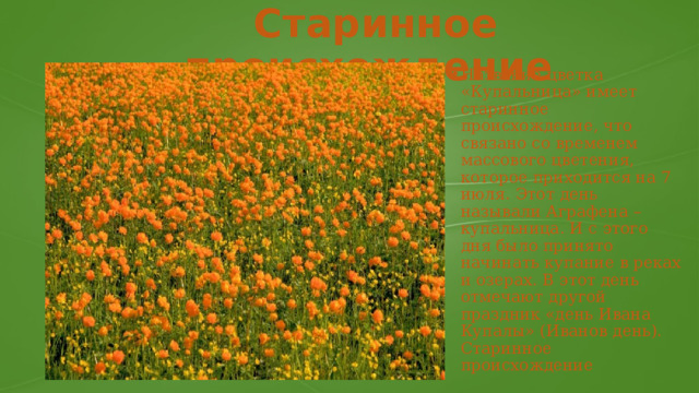 Старинное происхождение Название цветка «Купальница» имеет старинное происхождение, что связано со временем массового цветения, которое приходится на 7 июля. Этот день называли Аграфена – купальница. И с этого дня было принято начинать купание в реках и озерах. В этот день отмечают другой праздник «день Ивана Купалы» (Иванов день). Старинное происхождение 
