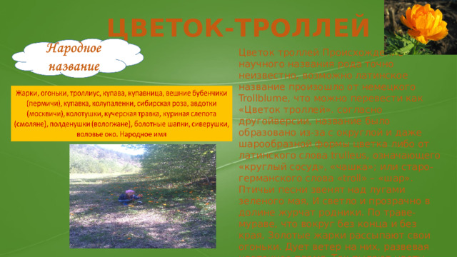 ЦВЕТОК-ТРОЛЛЕЙ Цветок троллей Происхождение научного названия рода точно неизвестно, возможно латинское название произошло от немецкого Trollblume, что можно перевести как «Цветок троллей». согласно другойверсии, название было образовано из-за с округлой и даже шарообразной формы цветка либо от латинского слова trulleus, означающего «круглый сосуд», «чашка»; или старо-германского слова «troll» – «шар». Птичьи песни звенят над лугами зеленого мая, И светло и прозрачно в долине журчат родники. По траве-мураве, что вокруг без конца и без края, Золотые жарки рассыпают свои огоньки. Дует ветер на них, развевая цветочное пламя. Так пылают цветы, что вот-вот горизонт подожгут. Так цветы горячи, что их боязно трогать руками. - За полуденный жар их в народе жарками зовут . 