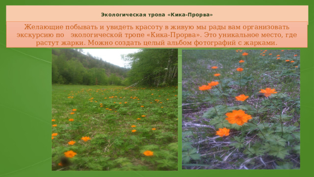  Экологическая тропа «Кика-Прорва»   Желающие побывать и увидеть красоту в живую мы рады вам организовать экскурсию по экологической тропе «Кика-Прорва». Это уникальное место, где растут жарки. Можно создать целый альбом фотографий с жарками. 