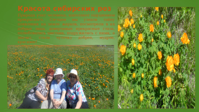 Красота сибирских роз Природа учит человека, наполняет ощущением прекрасного. Сегодня мы узнали тайну появления на земле жарков, посмотрели в их добрые лица, доверчивые прекрасные глаза, полюбовались цветами, подружились с ними, а значит, стали чуточку добрее, мудрее, красивее! 
