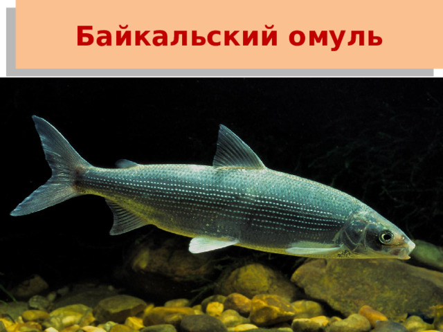 Байкальский омуль 