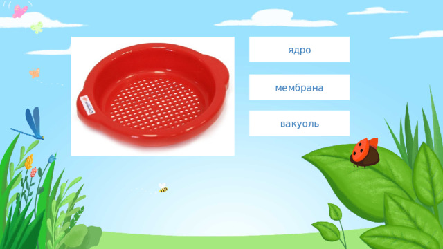 ядро мембрана вакуоль 
