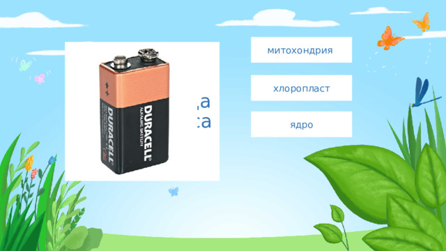 митохондрия Введите сюда текст вопроса хлоропласт ядро 