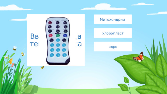Введите сюда текст вопроса Митохондрии хлоропласт ядро 