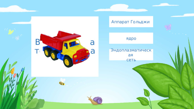 Аппарат Гольджи Введите сюда текст вопроса ядро Эндоплазматическая сеть 