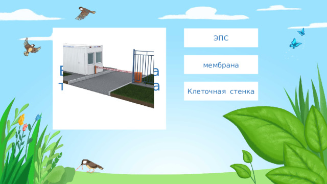 Введите сюда текст вопроса ЭПС мембрана Клеточная стенка 