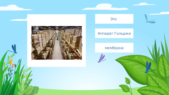 Эпс Введите сюда текст вопроса Аппарат Гольджи мембрана 