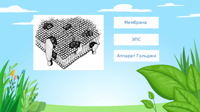 Мембрана ЭПС Аппарат Гольджи 
