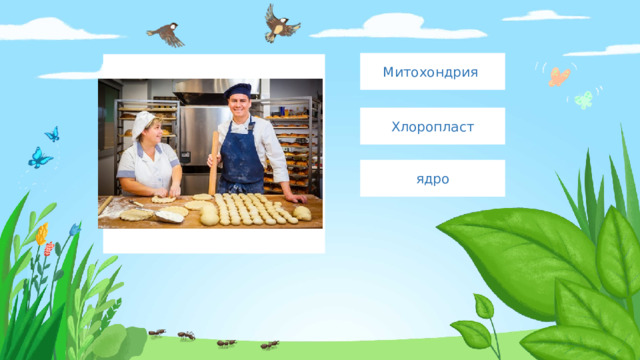 Митохондрия Введите сюда текст вопроса Хлоропласт ядро 