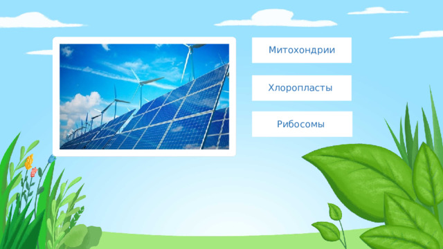 Митохондрии Хлоропласты Рибосомы 