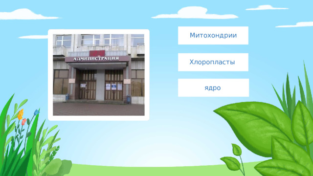 Митохондрии Хлоропласты ядро 