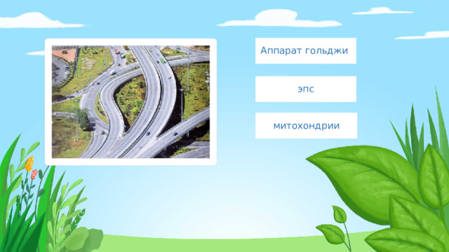 Аппарат гольджи эпс митохондрии 