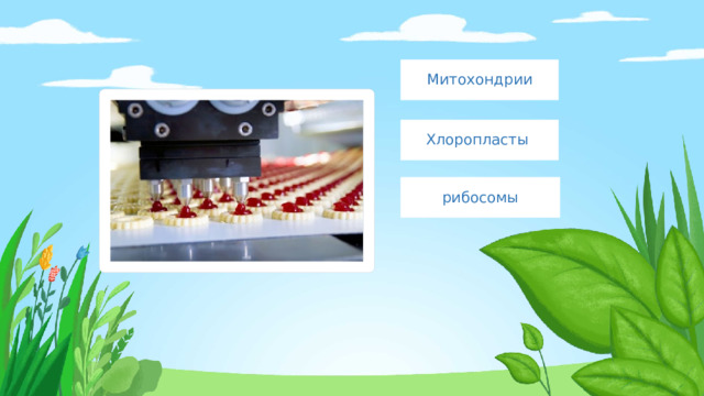 Митохондрии Хлоропласты рибосомы 