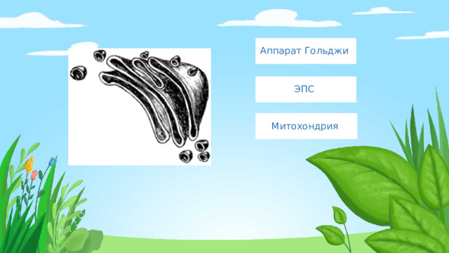 Аппарат Гольджи ЭПС Митохондрия 